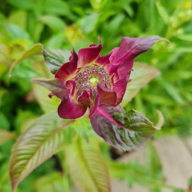 Plant image Monarda hybrida 'Bergamo'