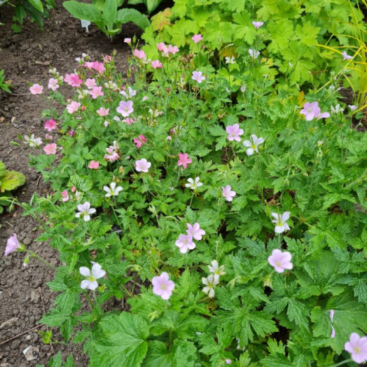 Plant image Geranium endressii