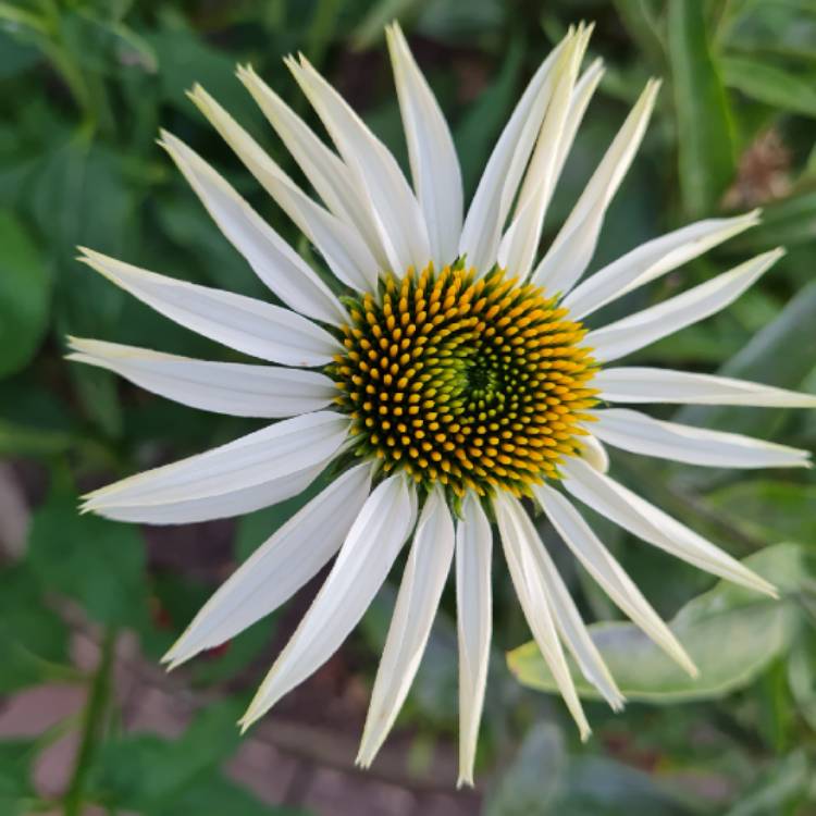 Plant image Echinacea purpurea 'Alba'