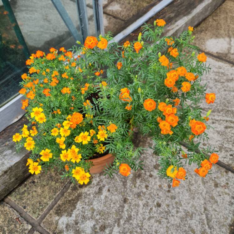 Plant image Tagetes patula 'Fiesta Mix'