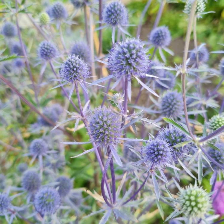 Plant image Eryngium planum