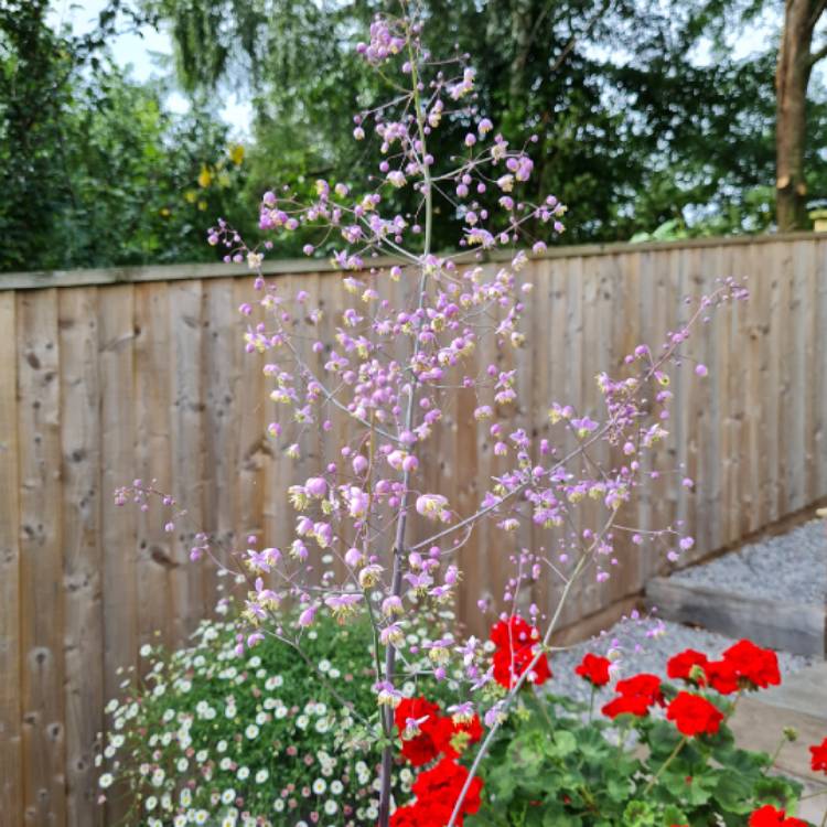 Plant image Thalictrum delavayi