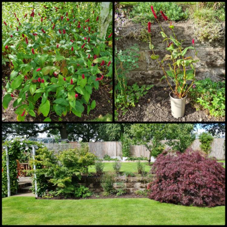 Plant image Persicaria amplexicaulis 'Fat Domino'