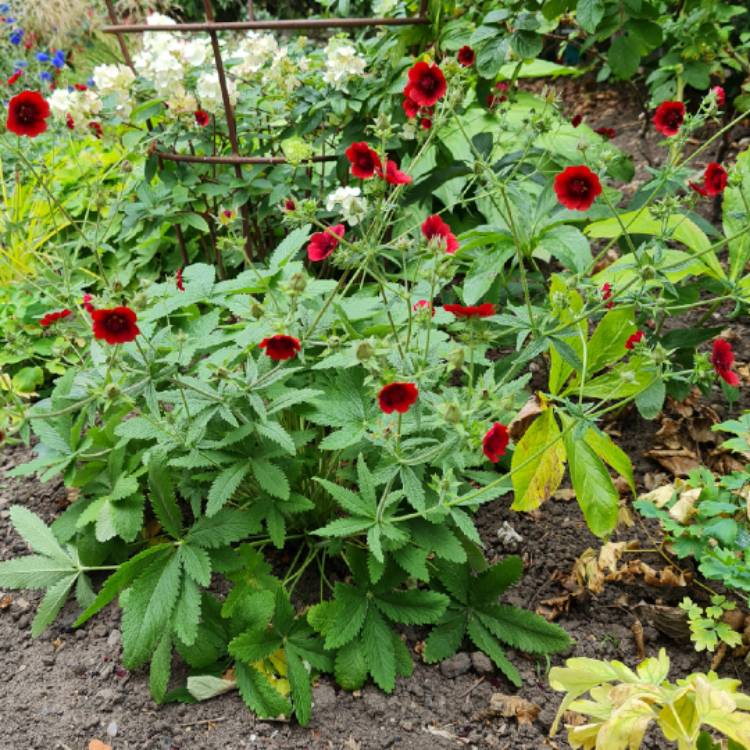 Plant image Potentilla thurberi amorubens 'Monarch's Velvet'