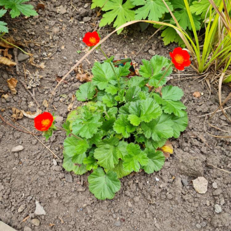 Plant image Geum Coccineum 'Cooky'