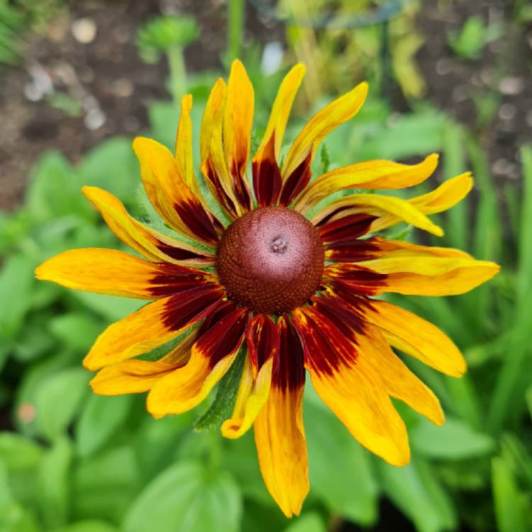 Plant image Rudbeckia 'Et Rdb 01' (Summerina Series)