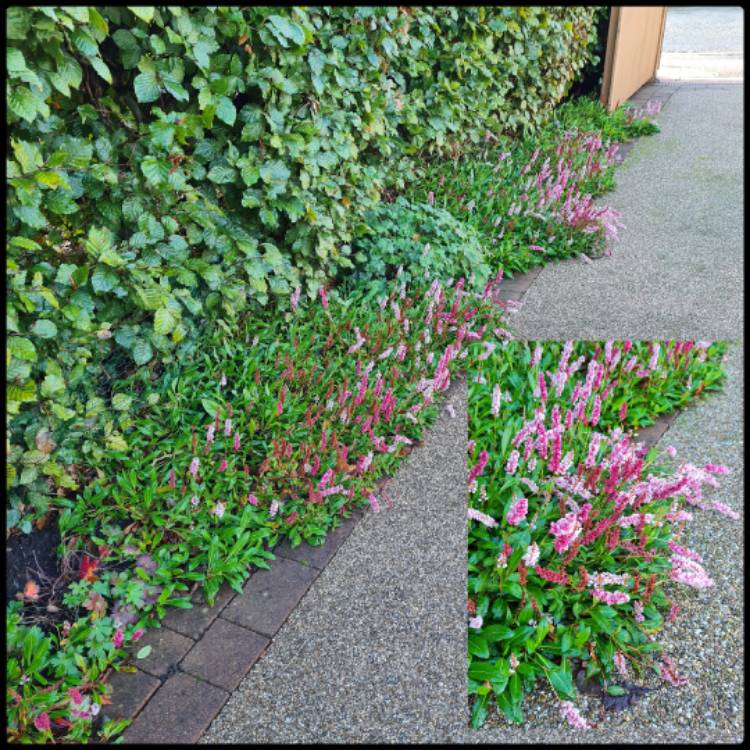 Plant image Persicaria affinis 'Darjeeling Red'