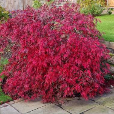 Acer Palmatum 'Atropurpureum'