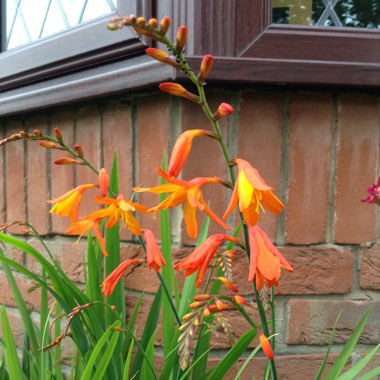 Crocosmia x crocosmiiflora 'Twilight Fairy Gold'