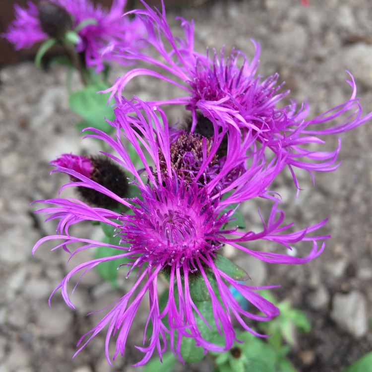 plant image 491410