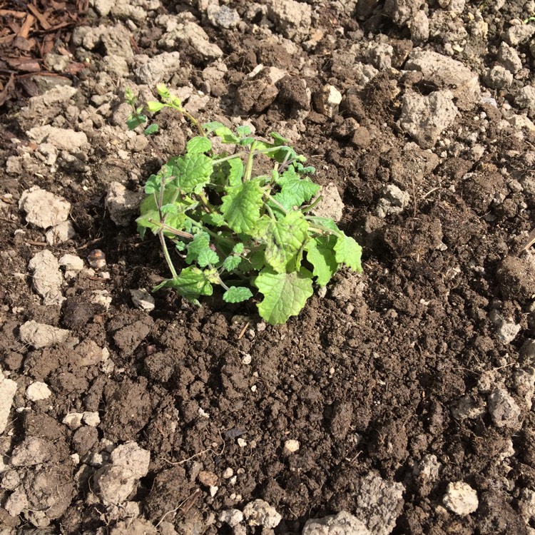 Plant image Salvia roemeriana 'Hot Trumpets'