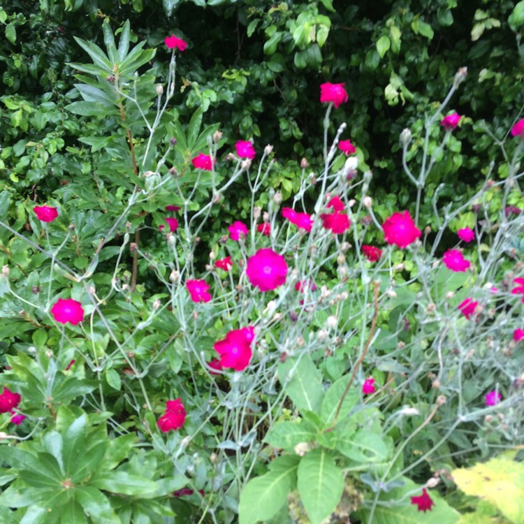 Plant image Lychnis coronaria 'Gardeners World'