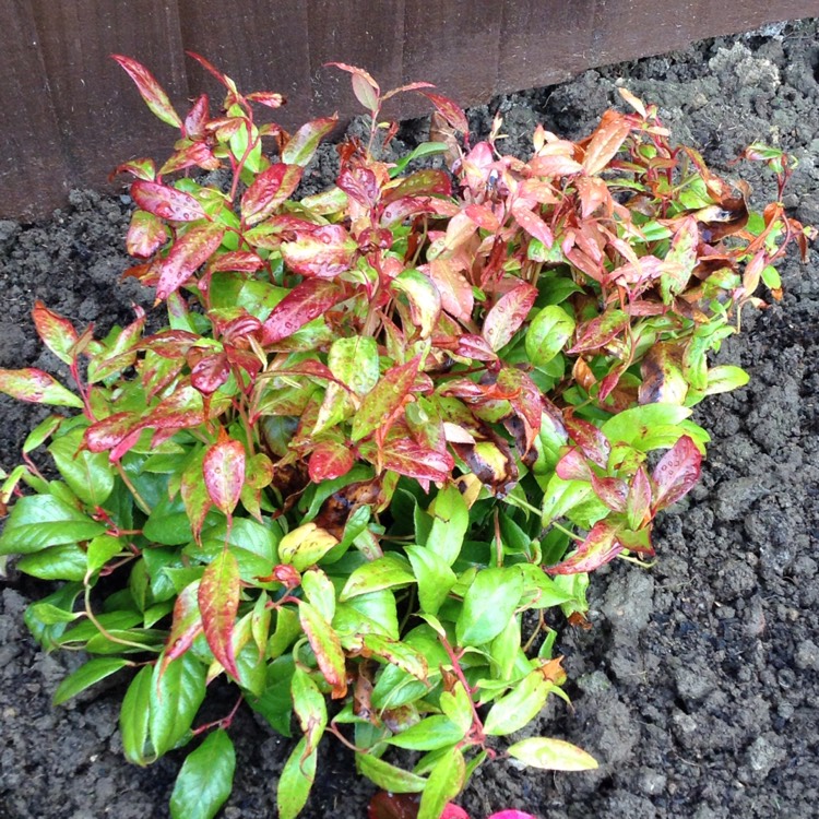 Plant image Leucothoe fontanesiana 'Zeblid'  syn. Leuthothoe 'Scarletta' ; Leuthocoe walteri 'Zeblid'