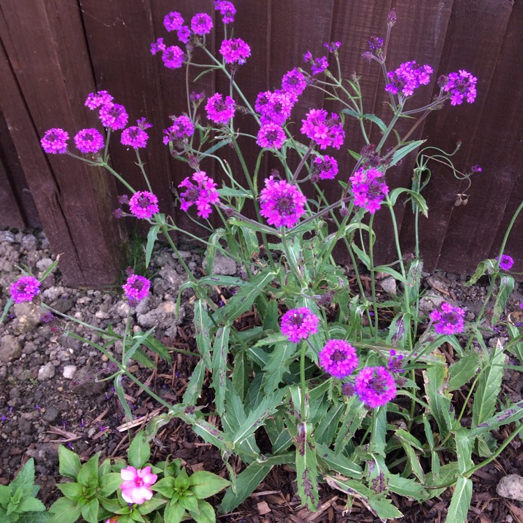 Plant image Verbena rigida syn. Verbena venosa