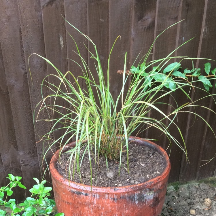 Plant image Carex Testacea