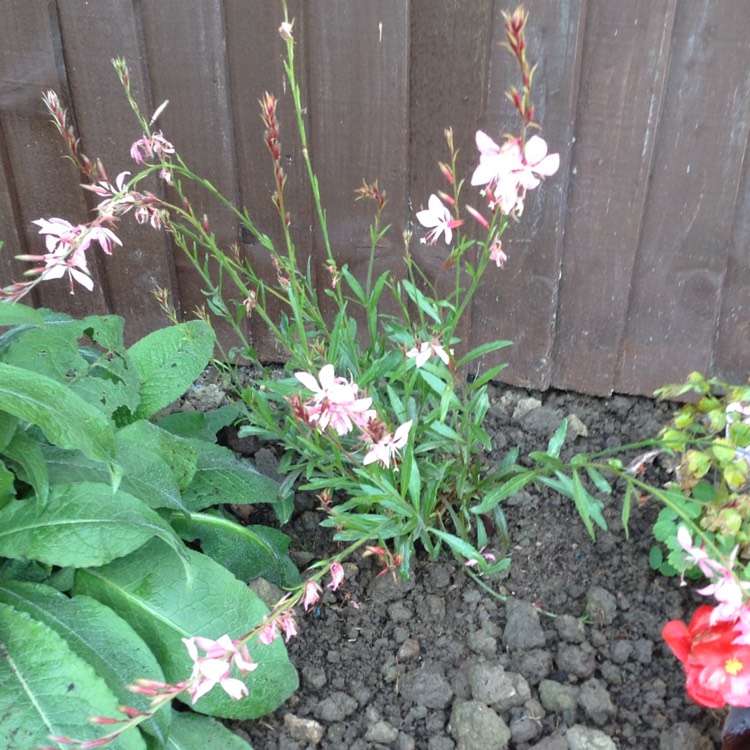 Plant image Oenothera lindheimeri 'Florgaucompi' syn. Oenothera lindheimeri 'Gaudi Pink', Gaura lindheimeri 'Gaudi Pink'