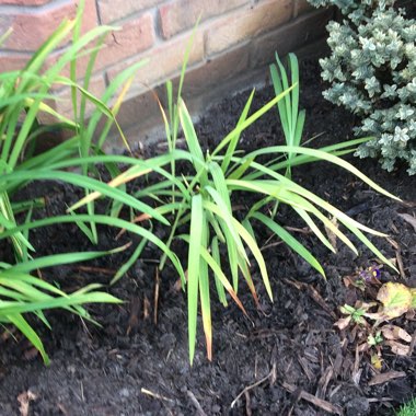 Crocosmia x crocosmiiflora 'Twilight Fairy Gold'