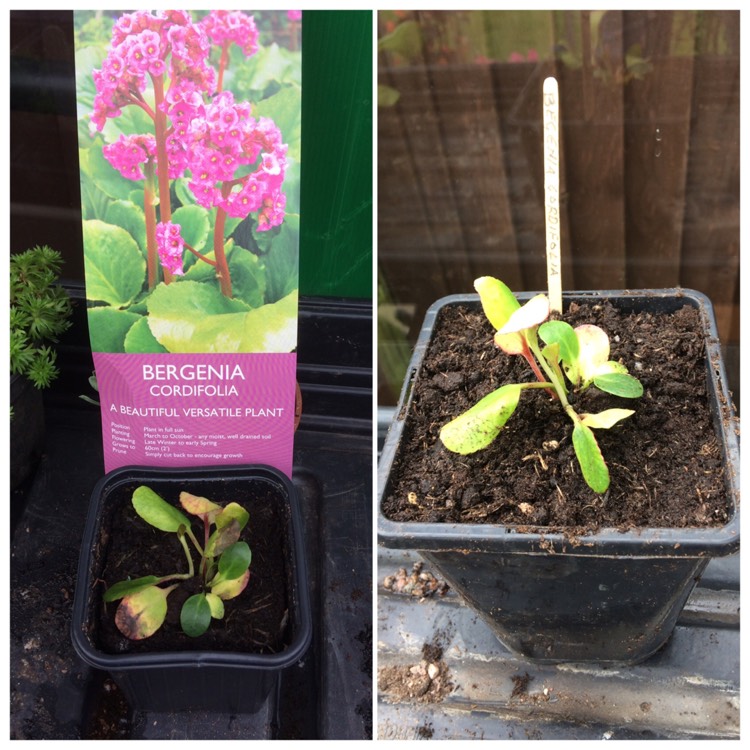 Plant image Bergenia cordifolia