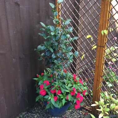 Camellia japonica 'La Pace'