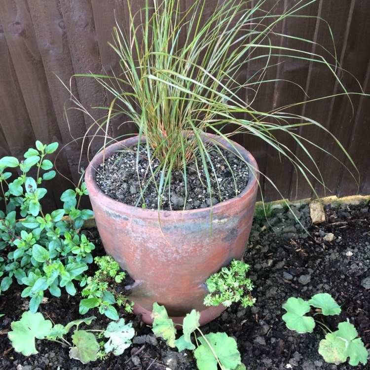 Plant image Saxifraga x arendsii 'Mossy White'