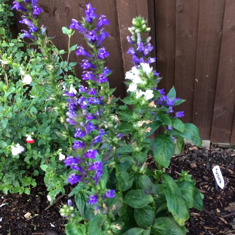 Plant image Lobelia x speciosa