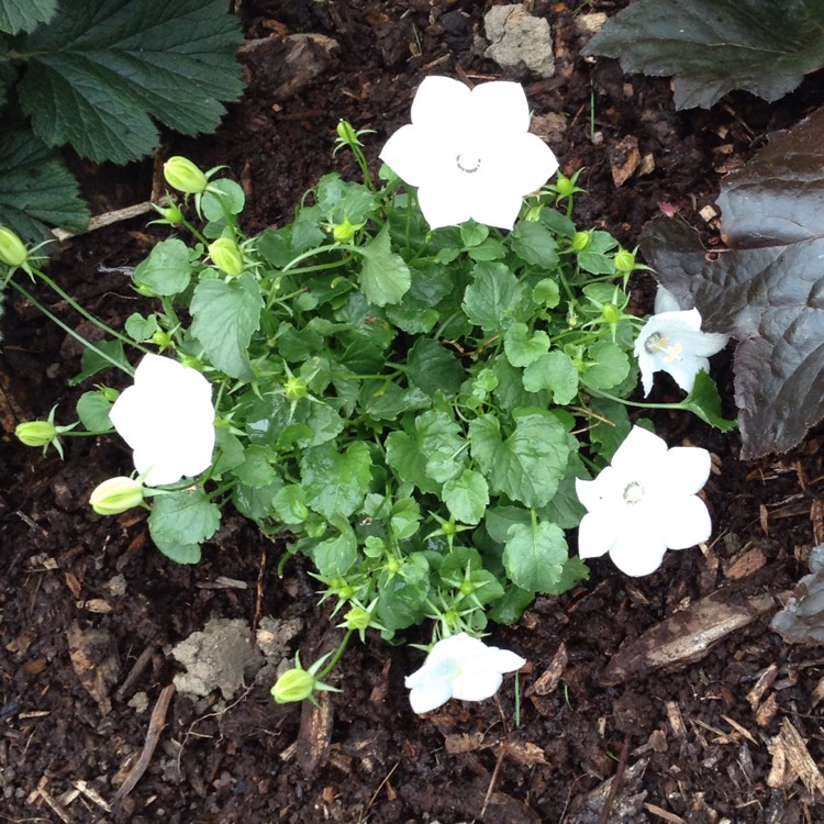 Plant image Campanula carpatica 'White Clips'