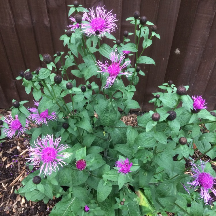 Plant image Centaurea 'Caramia'