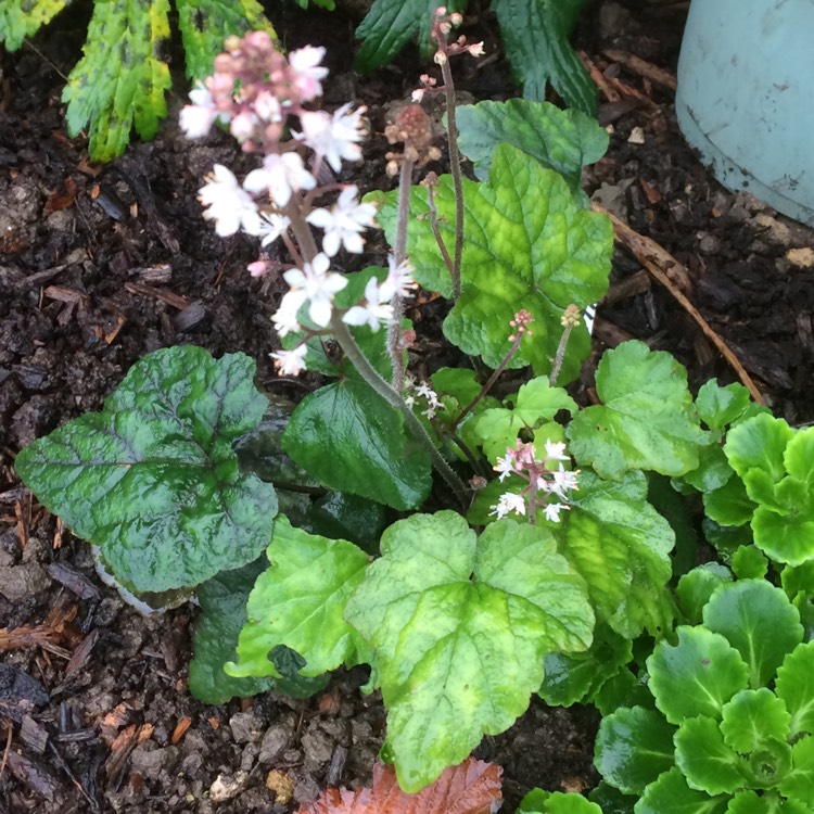 Plant image Tiarella wherryi