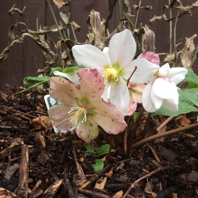 Plant image Helleborus niger 'Christmas Carol'