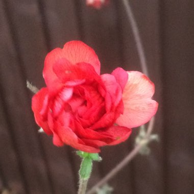 Geum 'Mrs J. Bradshaw' syn. Geum chiloense 'Mrs J. Bradshaw'