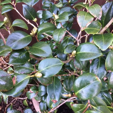 Camellia japonica 'La Pace'