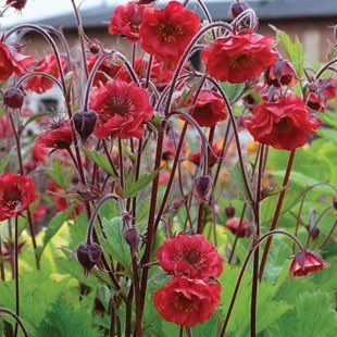 Plant image Geum 'Flames Of Passion'