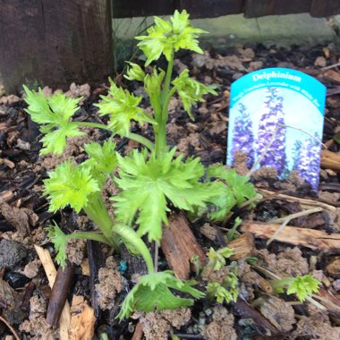 Delphinium 'Magic Fountains Dark Blue White Bee'