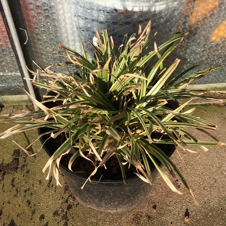 Plant image Carex dolichostachya 'Silver Sceptre'