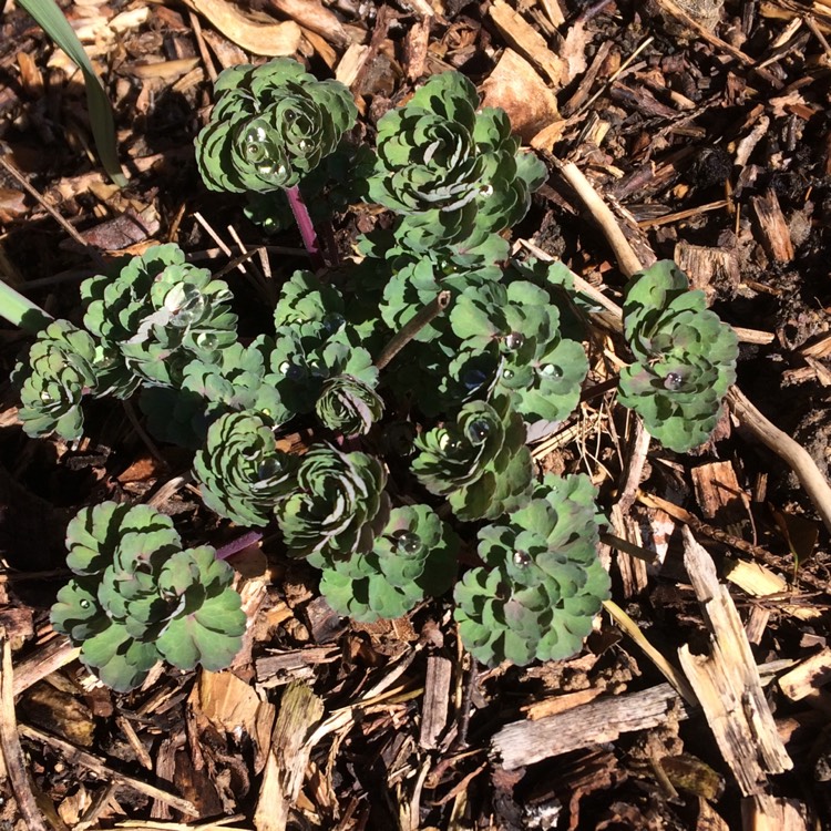 Plant image Aquilegia alpina