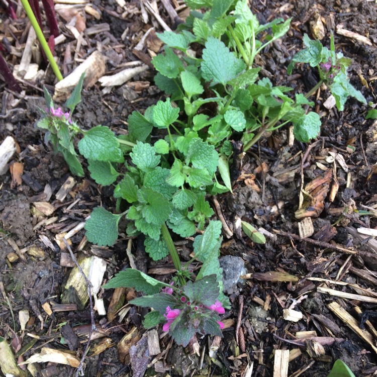 Plant image Lamium purpureum