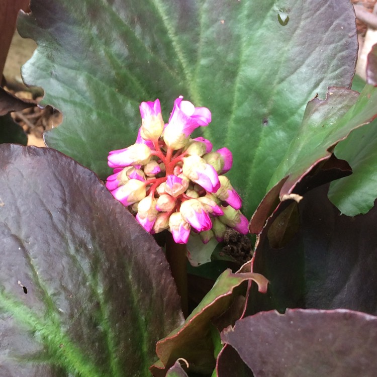 Plant image Bergenia cordifolia 'Vinterglod' syn. Bergenia cordifolia 'Winterglut', Bergenia 'Winterglow'