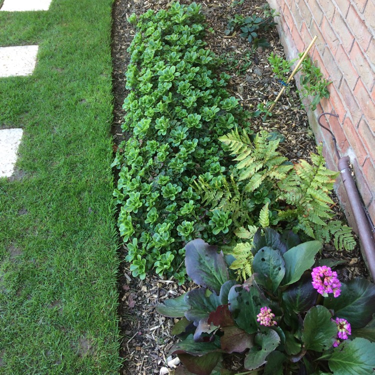 Plant image Saxifraga umbrosa 'Primuloides'