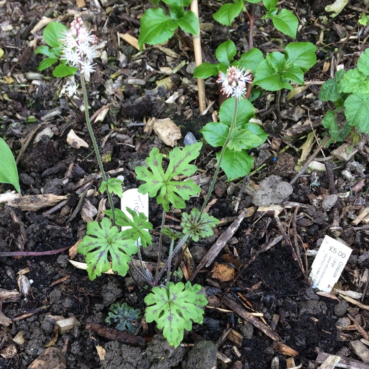 Plant image Tiarella 'Emerald Ellie'