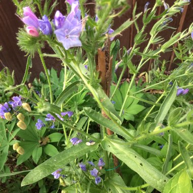 Echium vulgare