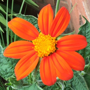 Tithonia 'Torchlight'