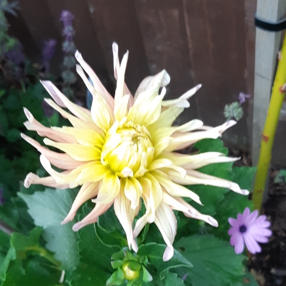 Plant image Dahlia 'Mignon White' (Mignon Series)