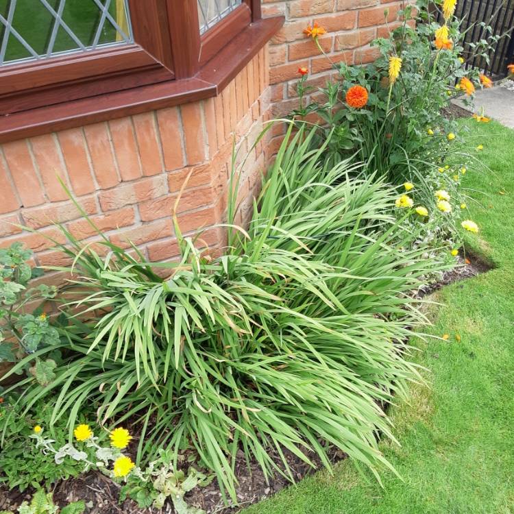 Plant image Crocosmia x crocosmiiflora 'Twilight Fairy Gold'