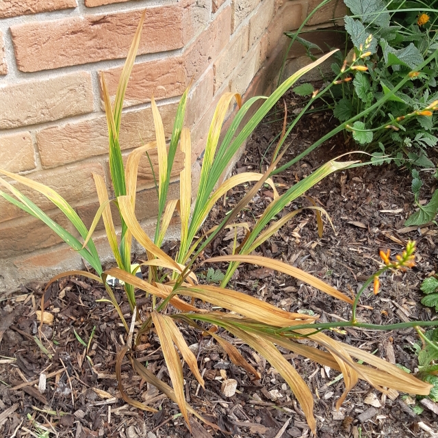 Plant image Crocosmia x crocosmiiflora 'George Davison'