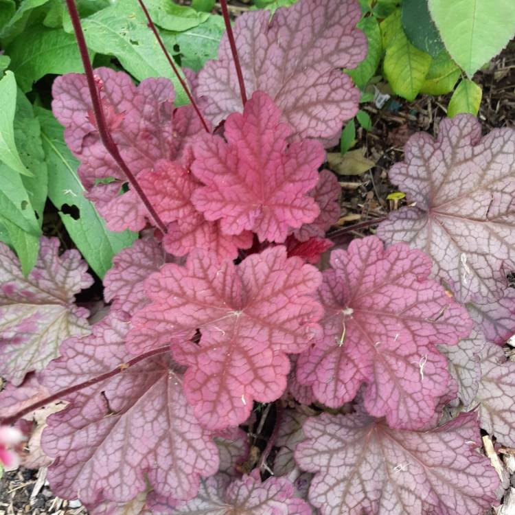 Plant image Heuchera 'Berry Smoothie'