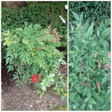 Nandina domestica