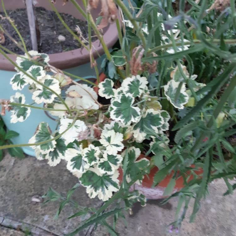 Plant image Pelargonium 'Frank Headley'