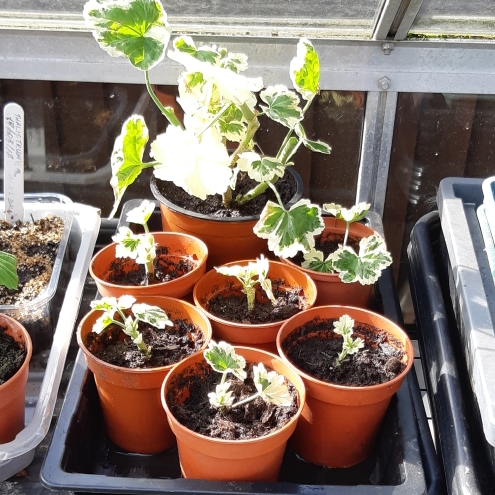 Plant image Pelargonium 'Frank Headley'