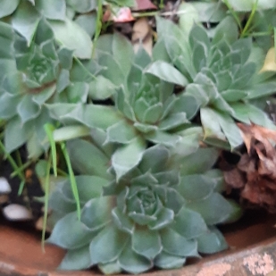 Sempervivum Faucomnettii