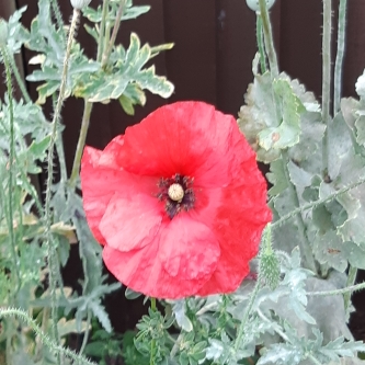 Papaver